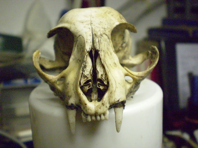 Cranio sconosciuto; Gatto